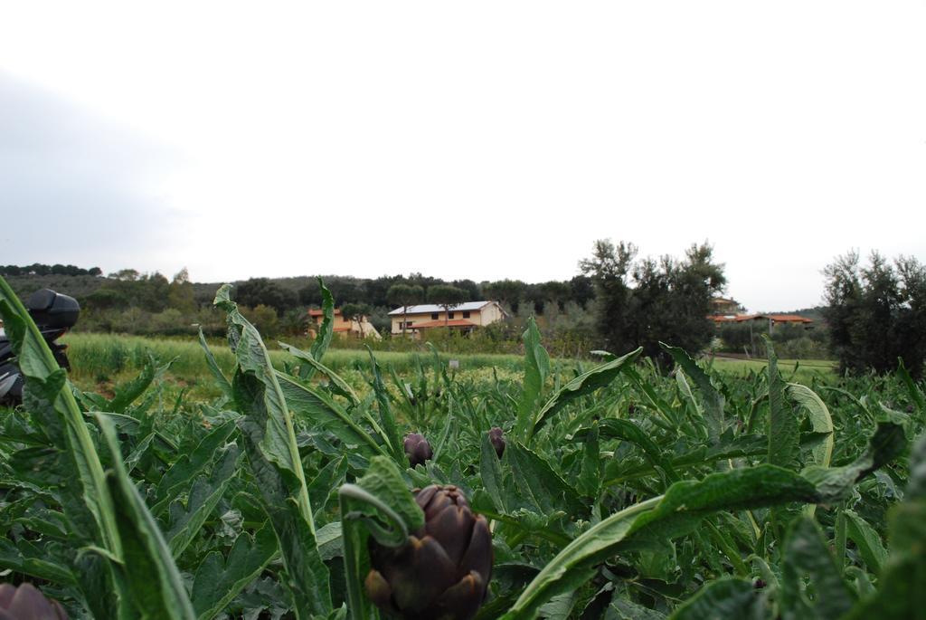 Agriturismo Val Di Nappo Castiglione della Pescaia Eksteriør billede