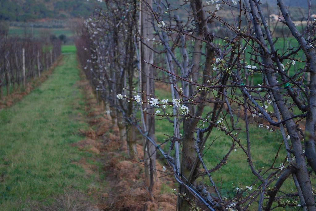 Agriturismo Val Di Nappo Castiglione della Pescaia Eksteriør billede