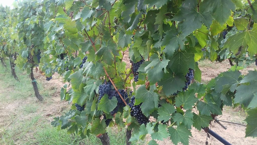 Agriturismo Val Di Nappo Castiglione della Pescaia Eksteriør billede
